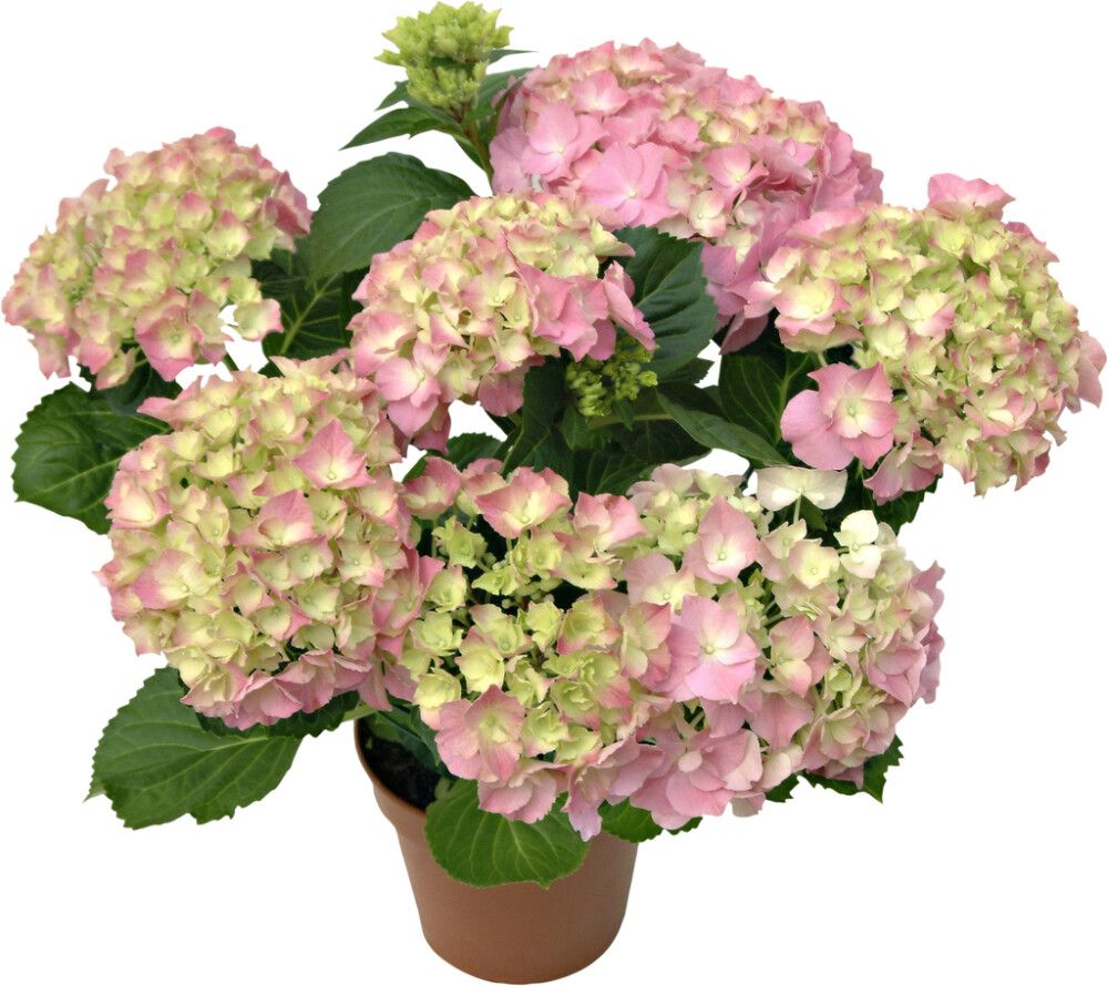 Terassihortensia P23