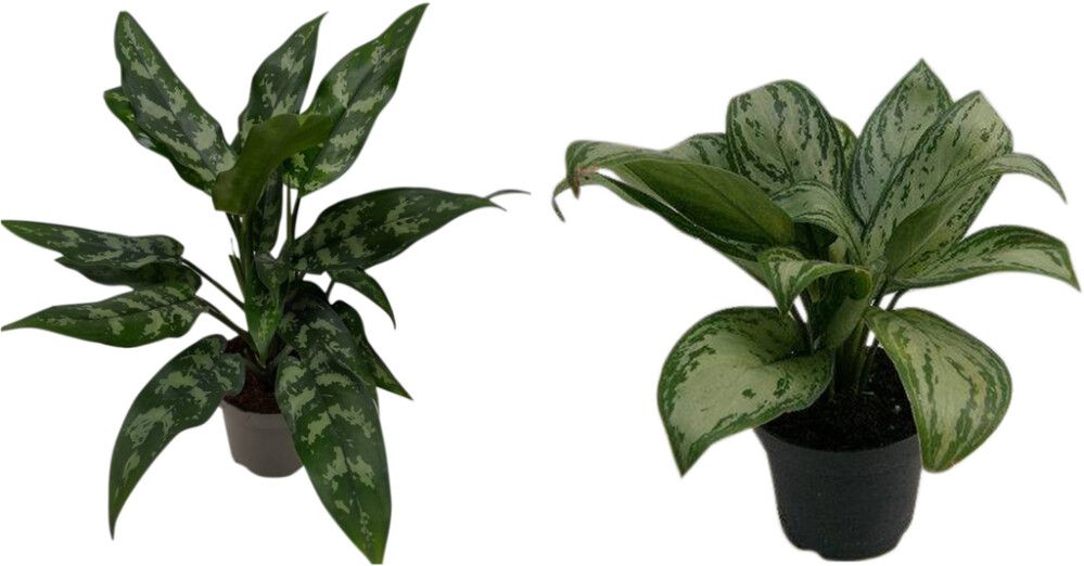 Laikkuvehka Aglaonema Mix P19