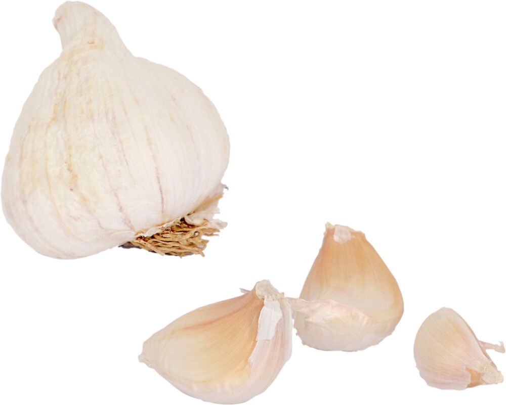 Valkosipuli Nelson Garden Precosem