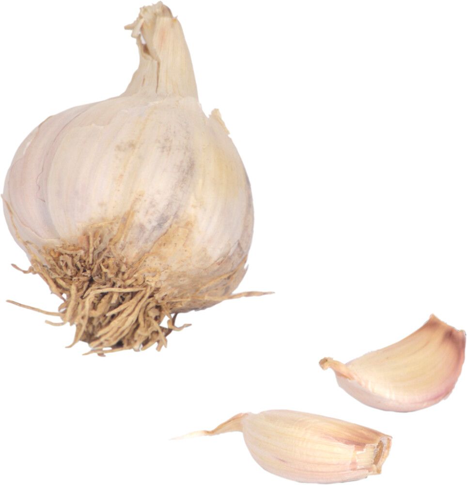 Valkosipuli Nelson Garden Lautrec