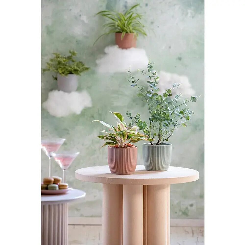 Suojaruukku Soendgen Belice valkoinen 21 cm