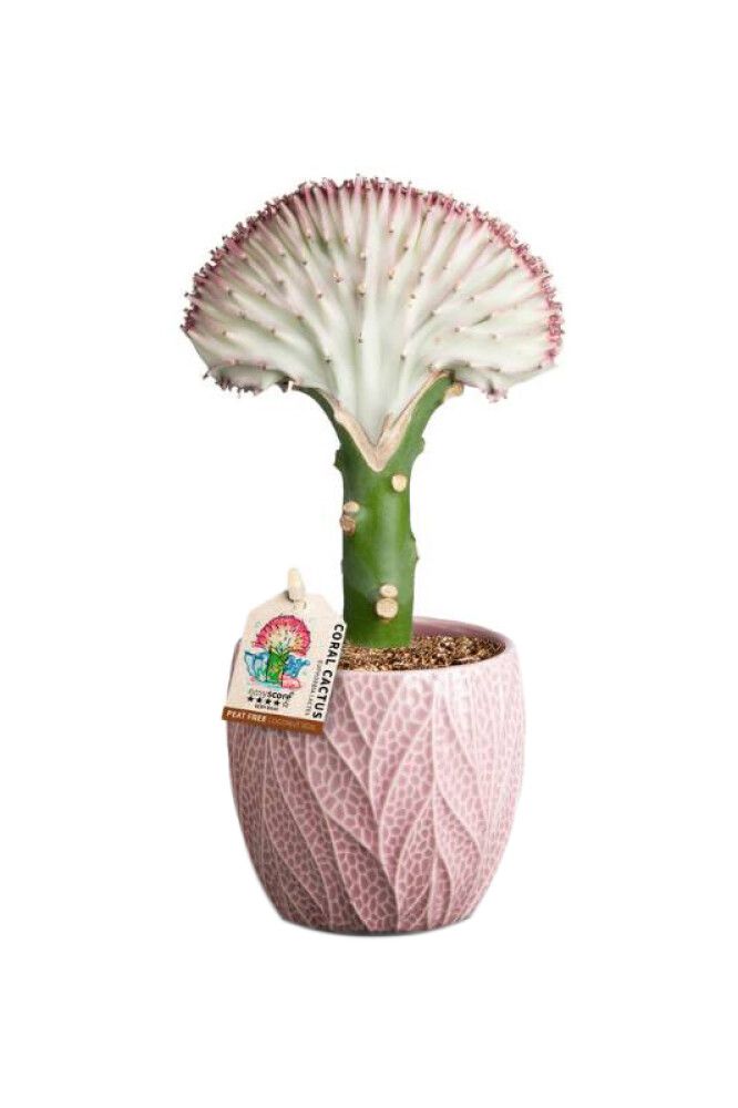 Kalliotyräkki Euphorbia Lactea P10