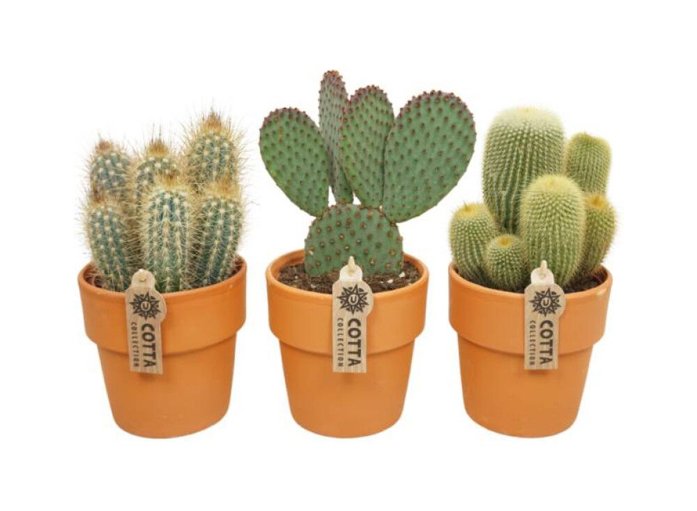 Kaktus terrakottaruukussa P12