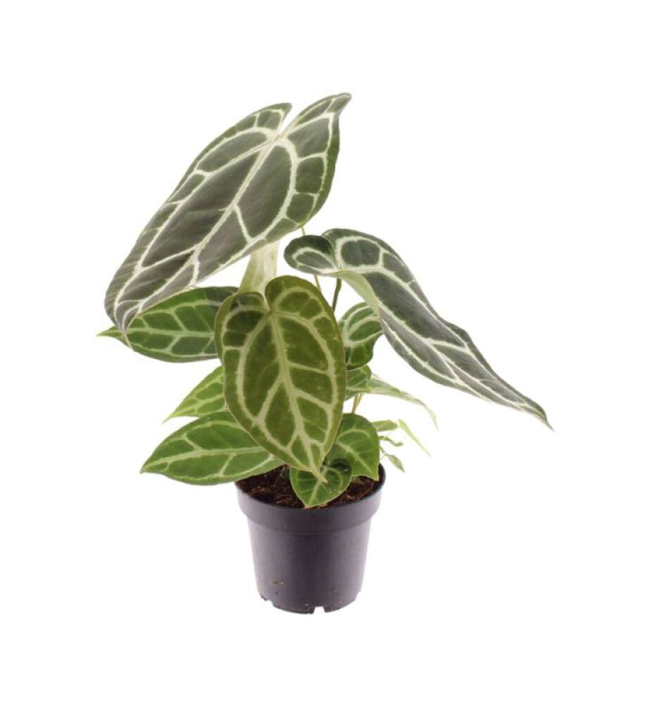 Hopeaflamingokukka Anthurium Chrysalinum P14