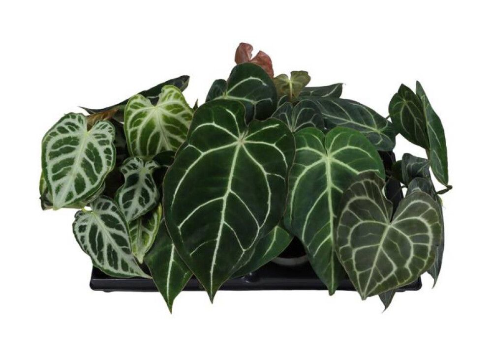 Flamingonkukka Anthurium Mix P12