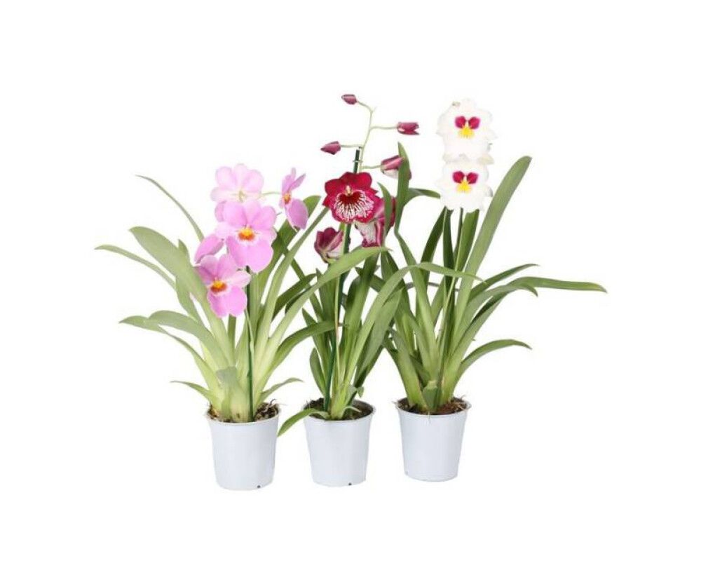 Orvokämmekkä Miltoniopsis P12