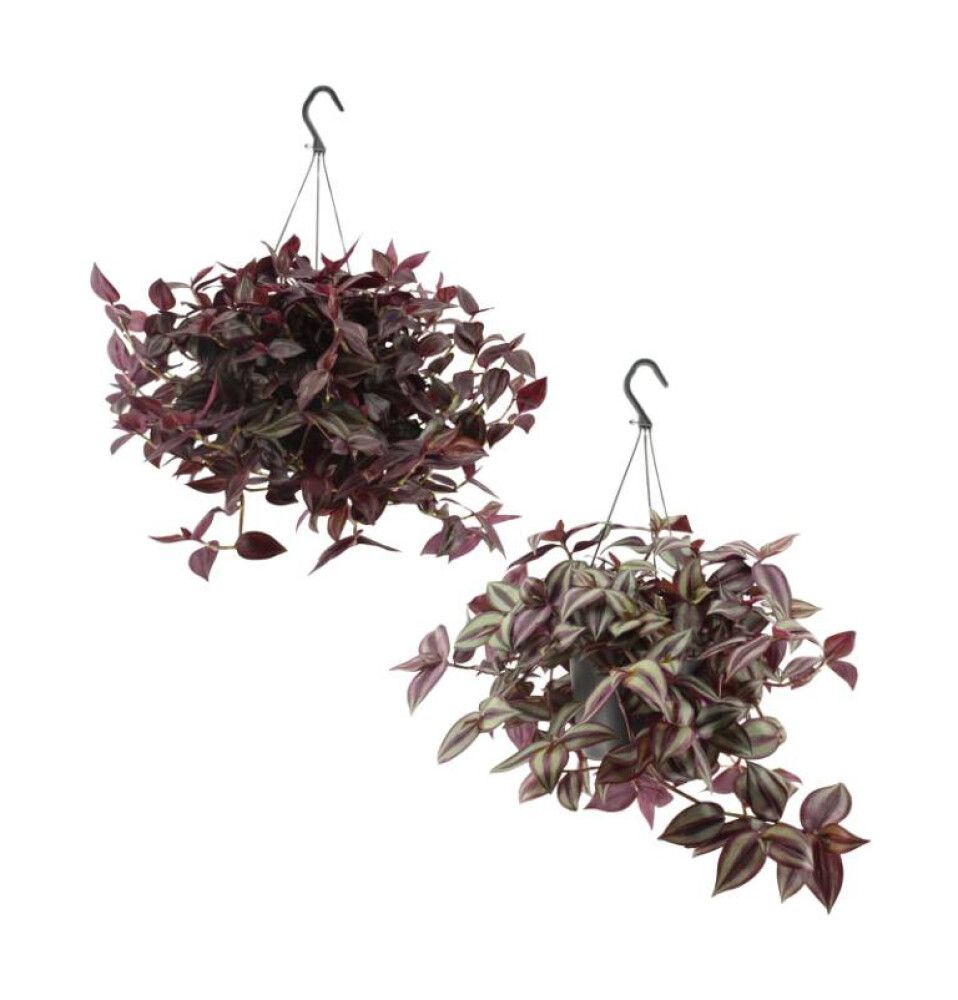 Juoru Tradescantia amppeli P17