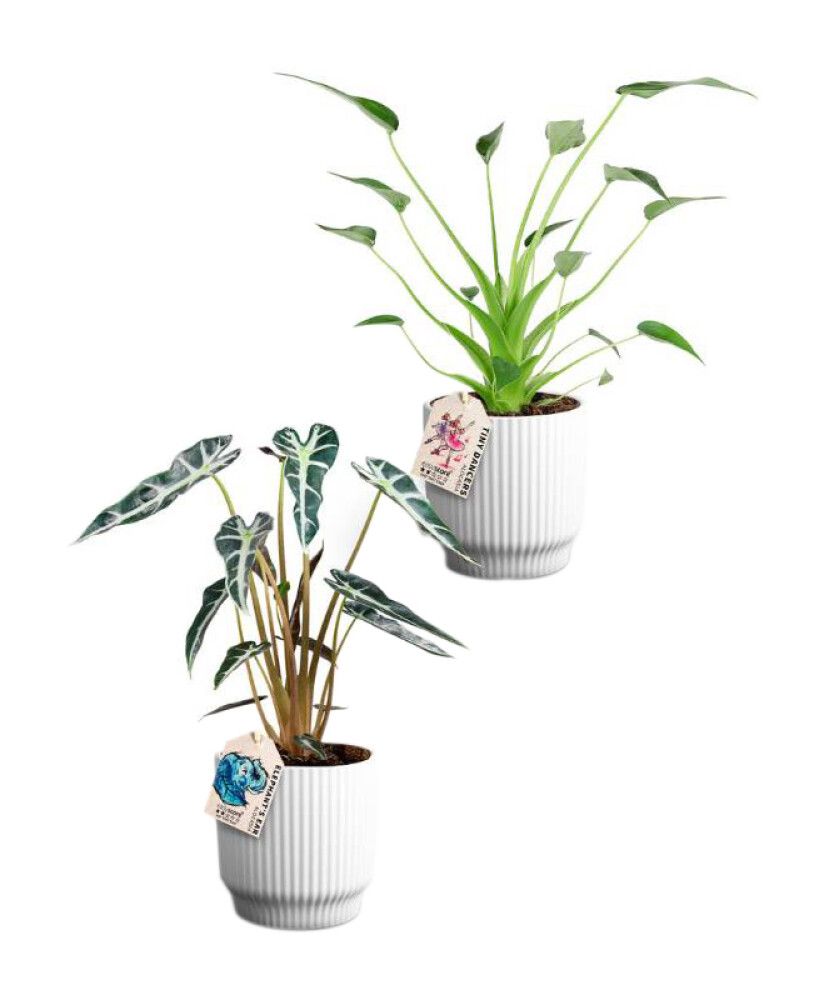 Alokaasia Nordic White P12 lajitelma