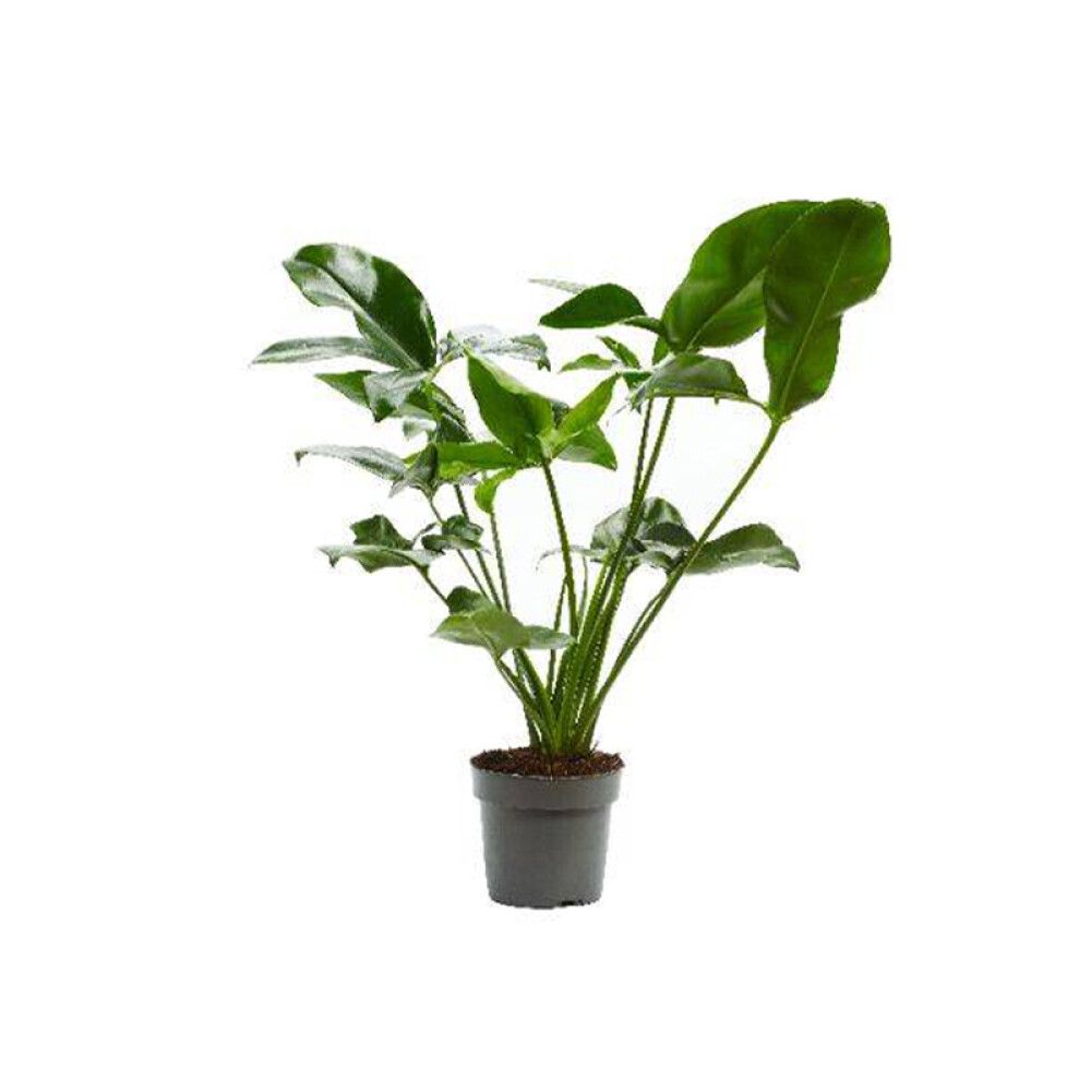 Vehka Philodendron Fun Bun P17