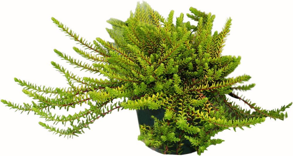 Variksenmarja Empetrum Nigrum P12