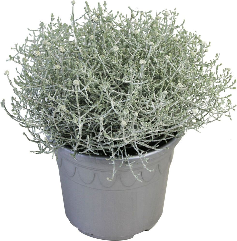 Hopealanka Calocephalus Brownii P14