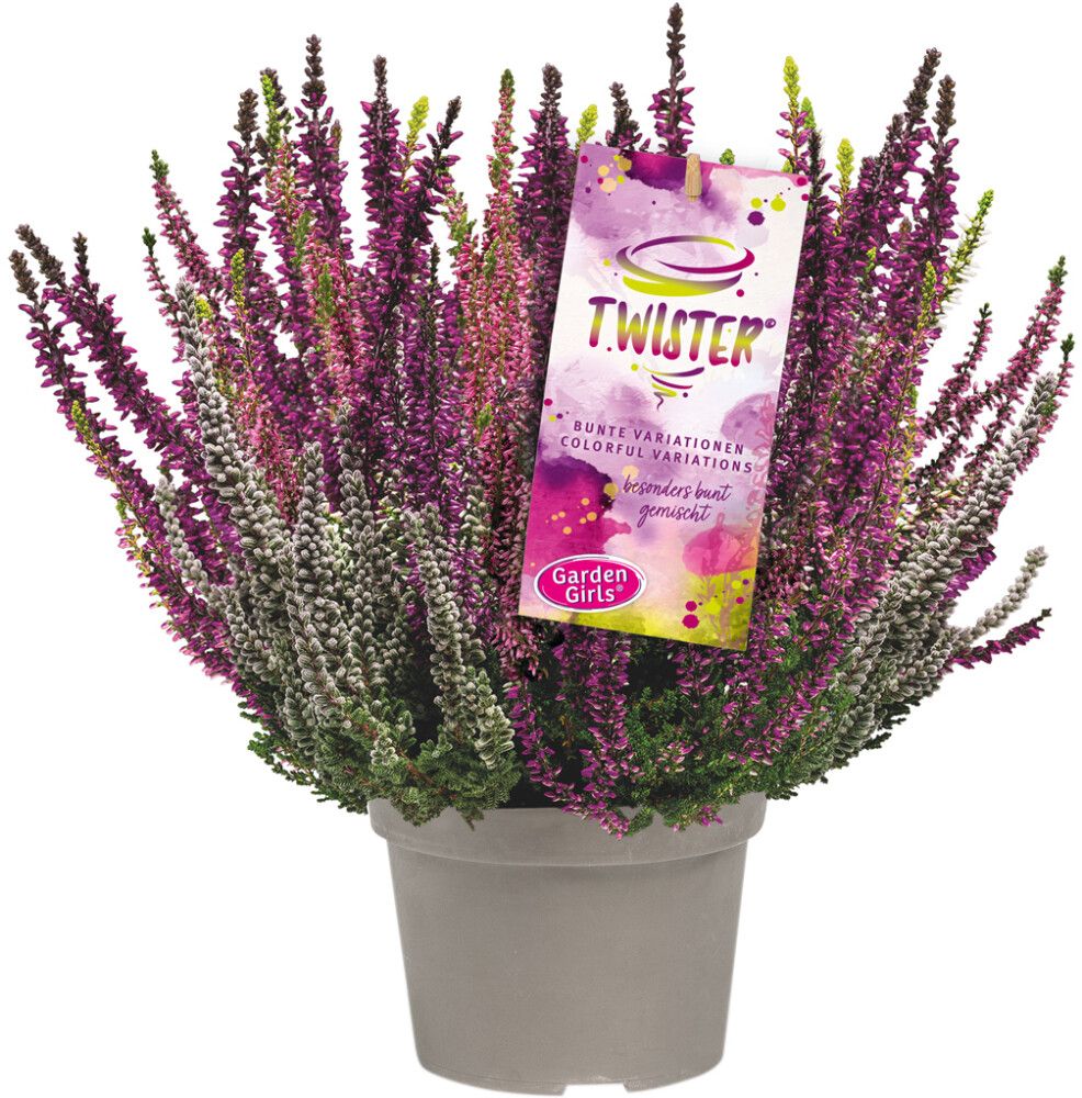 Kanerva Calluna Vulgaris Twister Mix P13