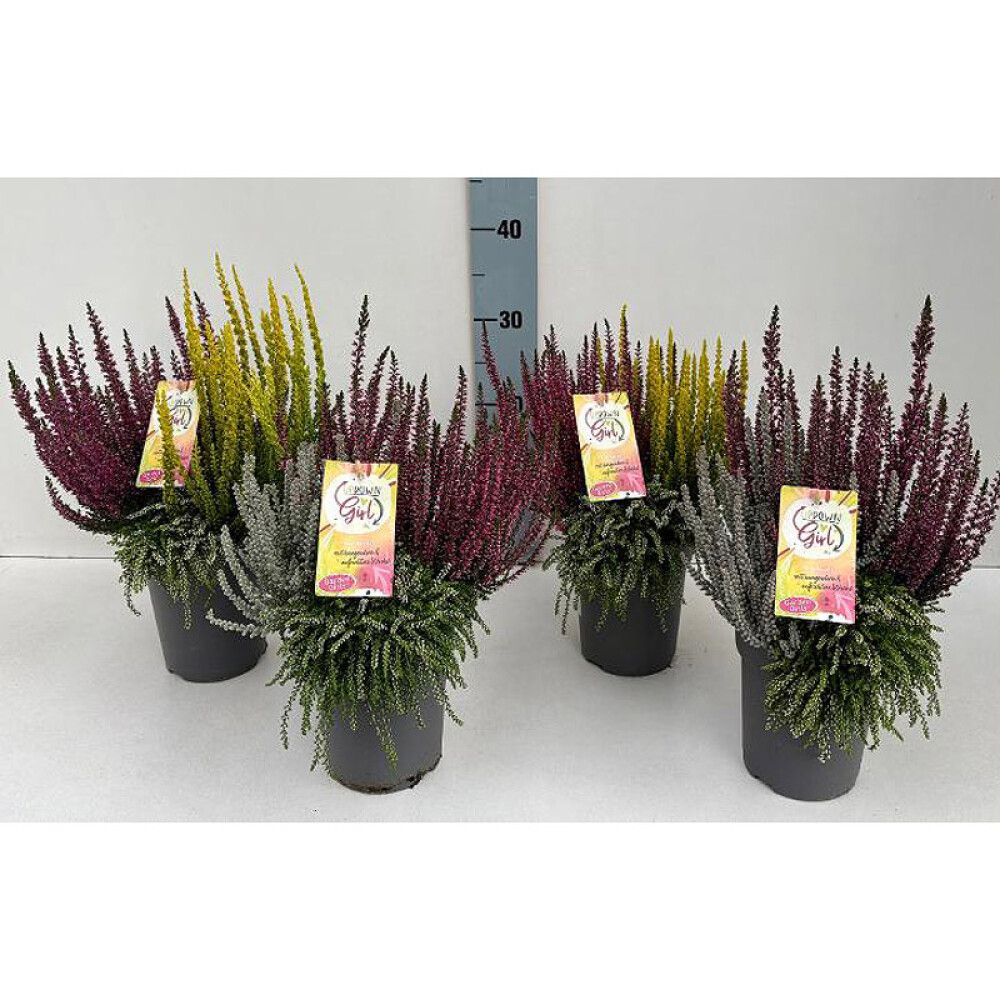 Kanerva Calluna Vulgaris Twister Mix P13
