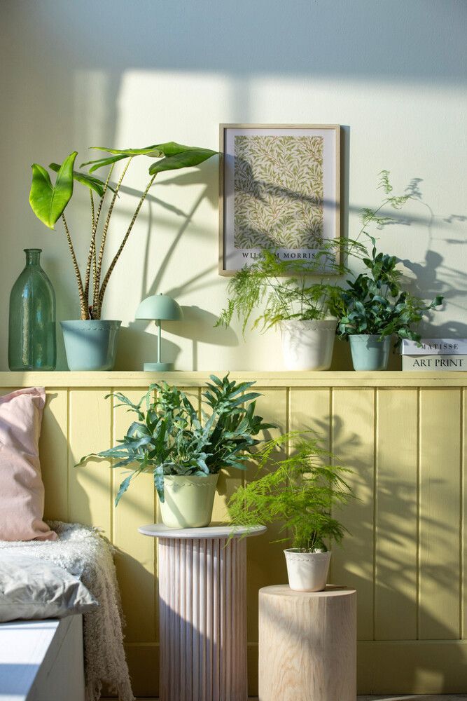 Suojaruukku Bergen kerma 14 cm