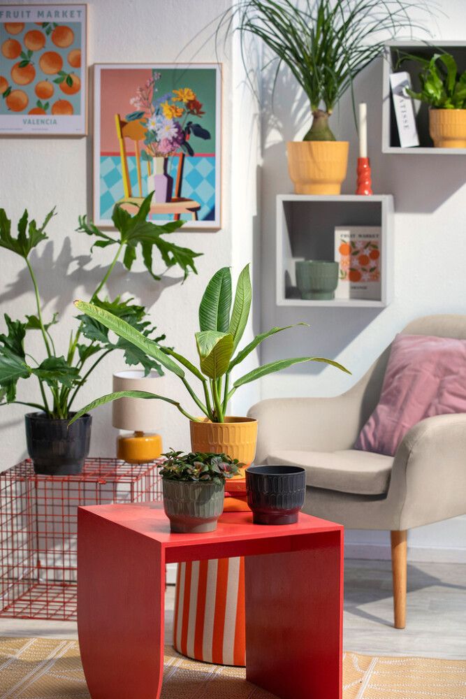 Suojaruukku Cusco tummanvihreä 20 cm