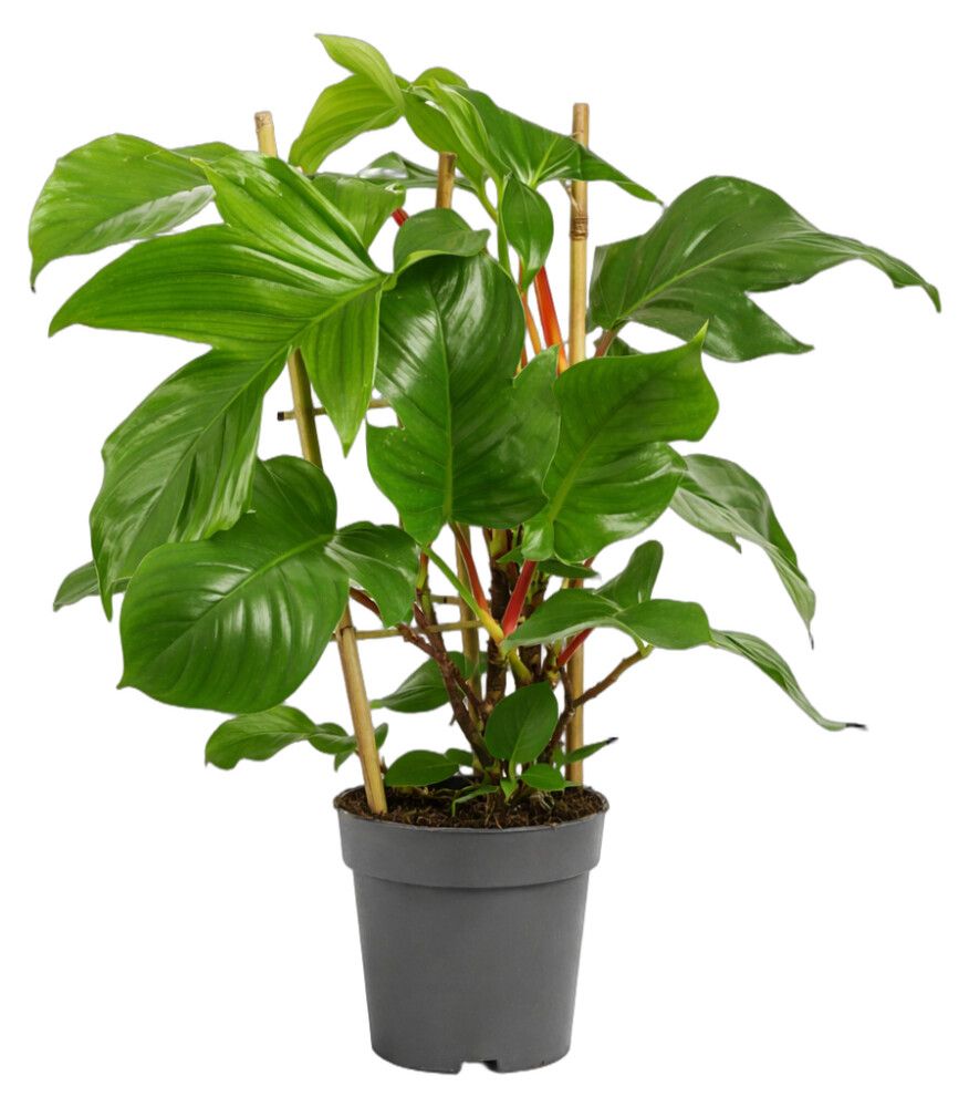 Nukkaköynnösvehka Philodendron squamiferum Ø 17 cm