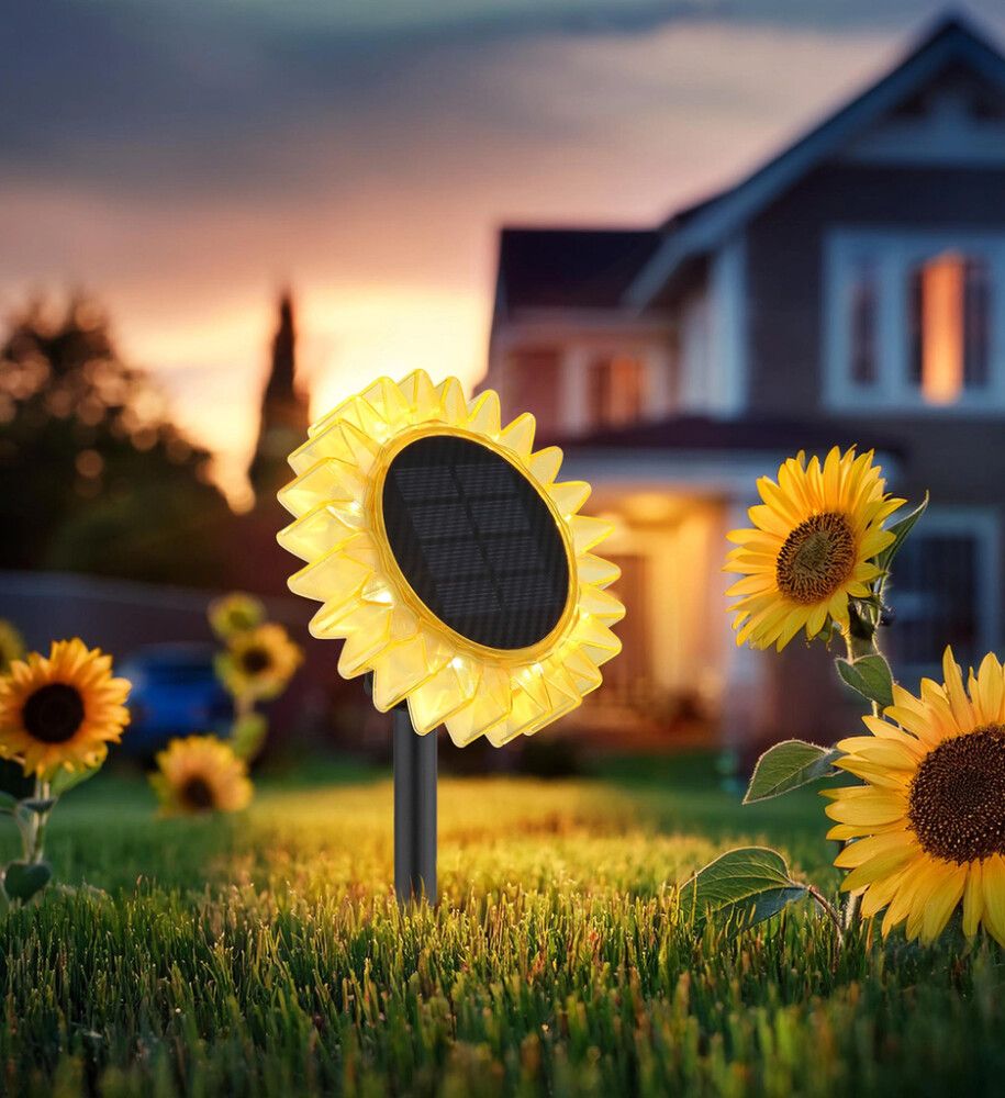 Solarvalaisin Globo Auringonkukka