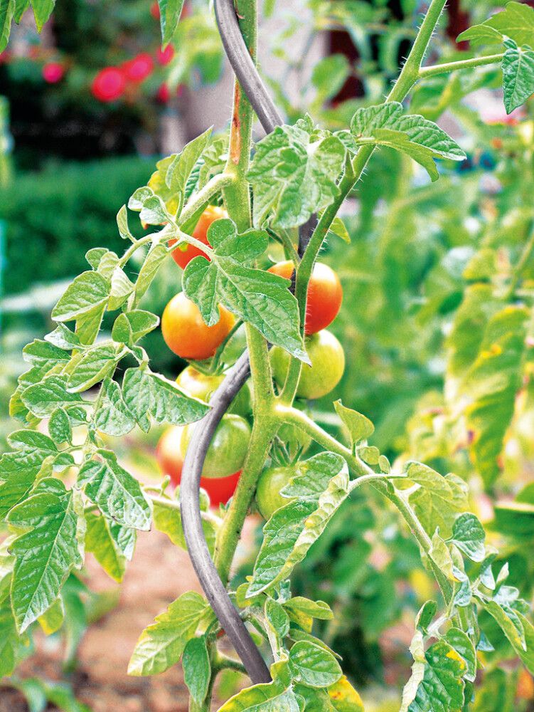 Kasvituki tomaatti 180 cm