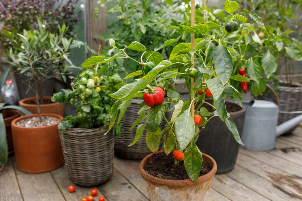 TOMAATTI- JA CHILILANNOITE KEKKILÄ 200 G