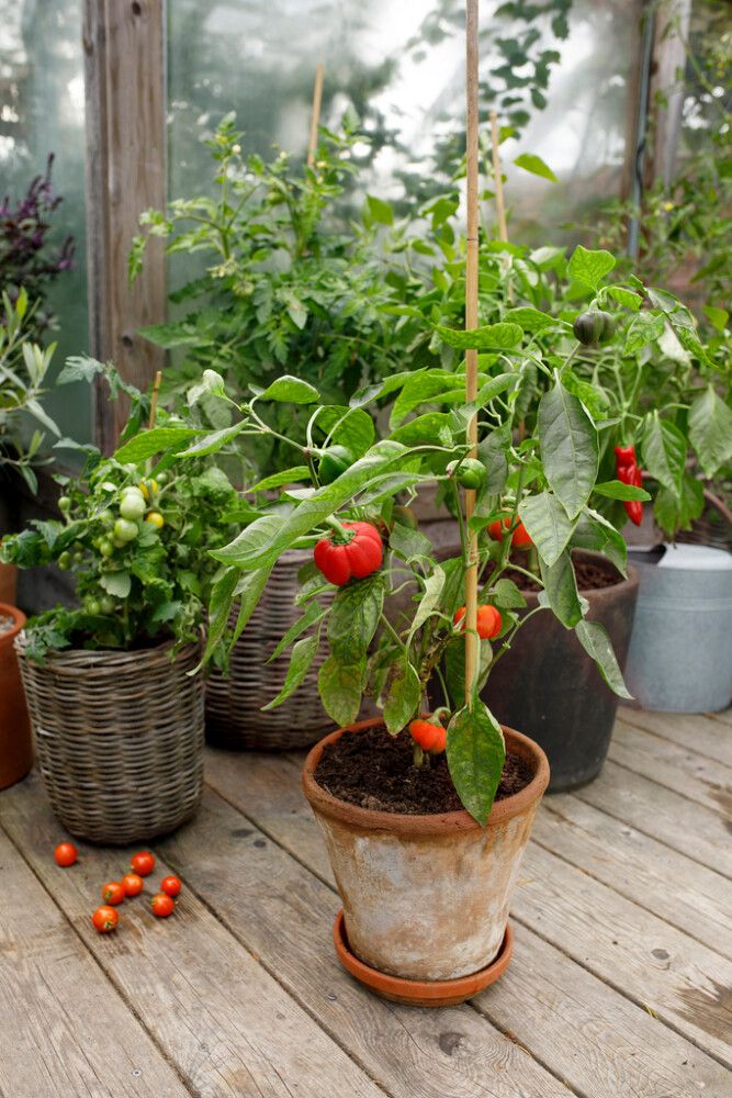 Tomaatti- ja chilimulta Kekkilä 15 l