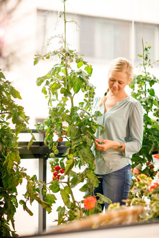 Tomaatti- ja chilimulta Kekkilä 15 l