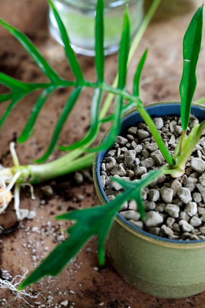 Viherkasvisora Kekkilä 5 l