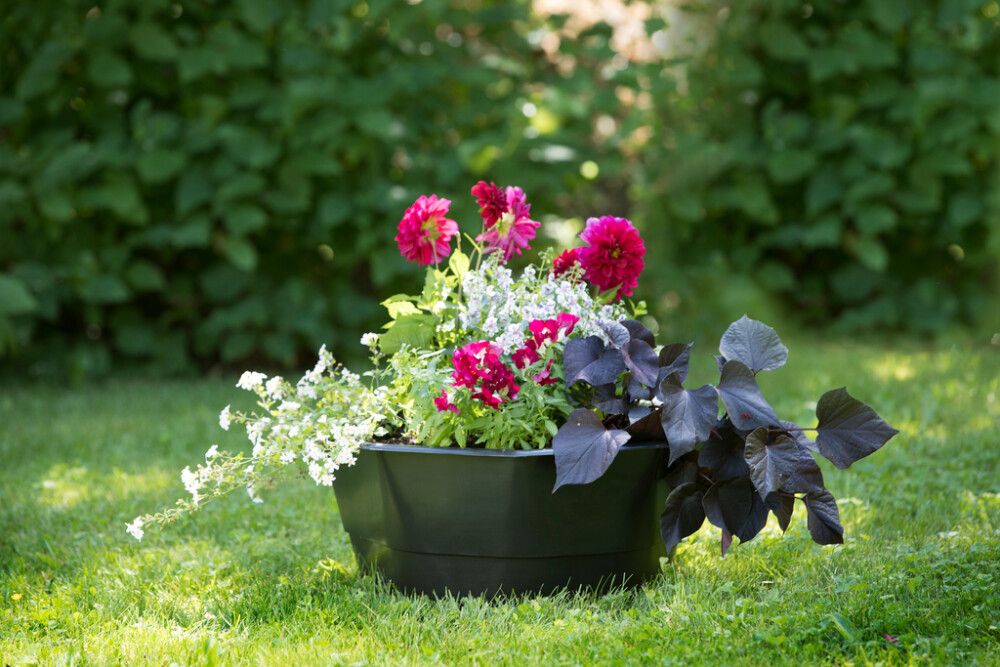 Kasvuallas Biolan kukanpesä