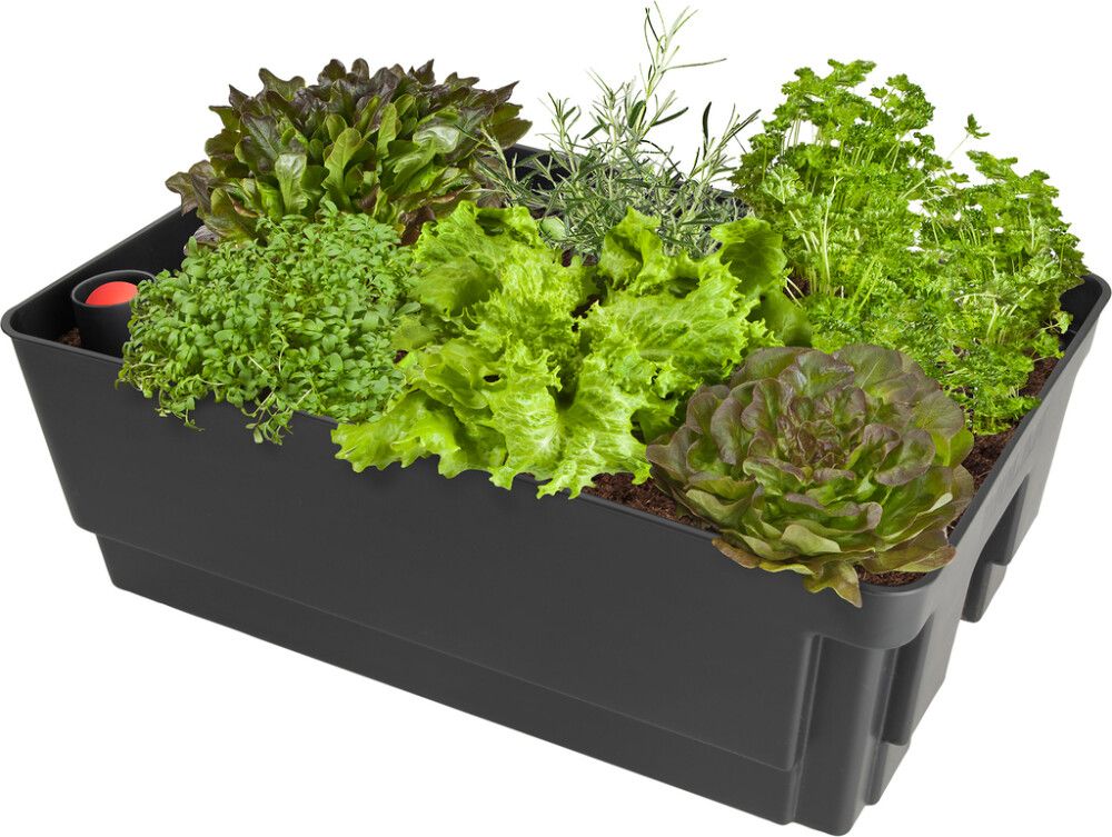 Kasvatusallas Biolan 57 x 36 x 20 cm