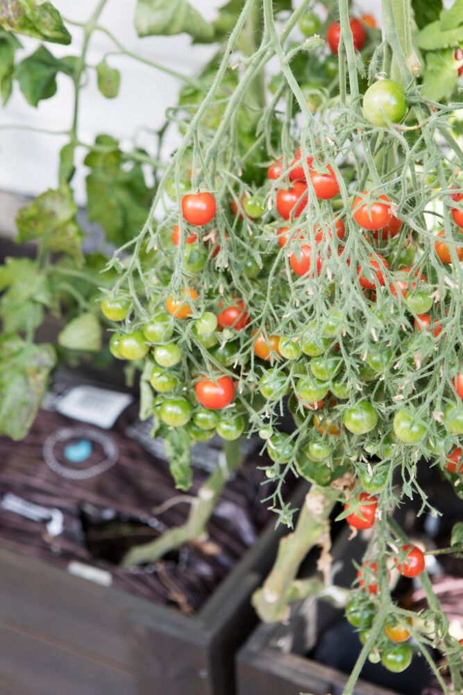 Kasvusäkki Biolan 60 l