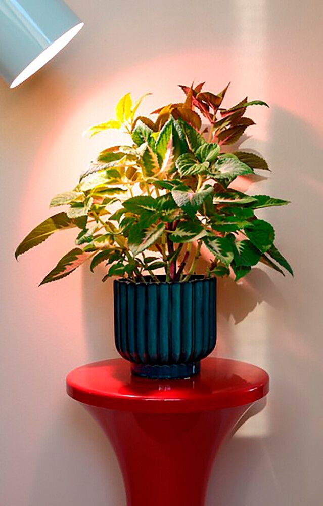 Kasvilamppu Airam PAR30 9,5 W