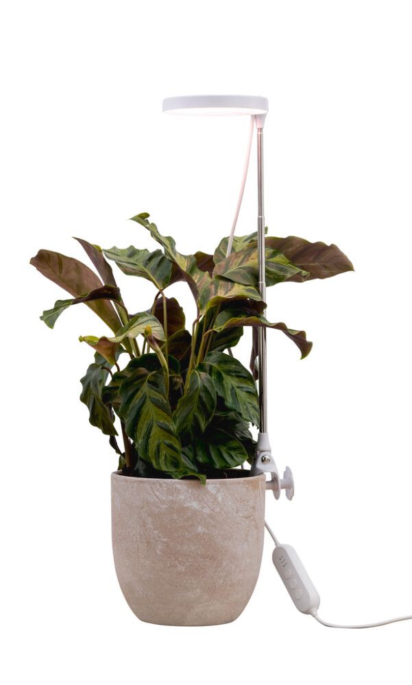 Kasvivalaisin Airam Rose