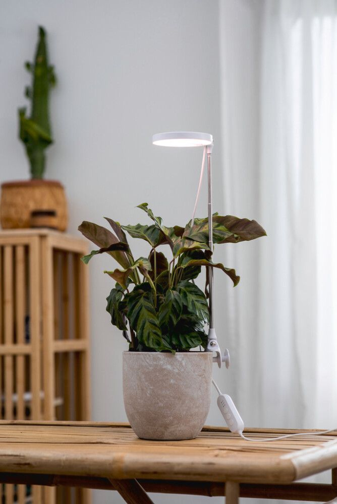 Kasvivalaisin Airam Rose