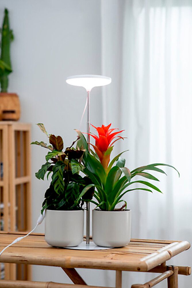 Kasvivalaisin Airam Ivy