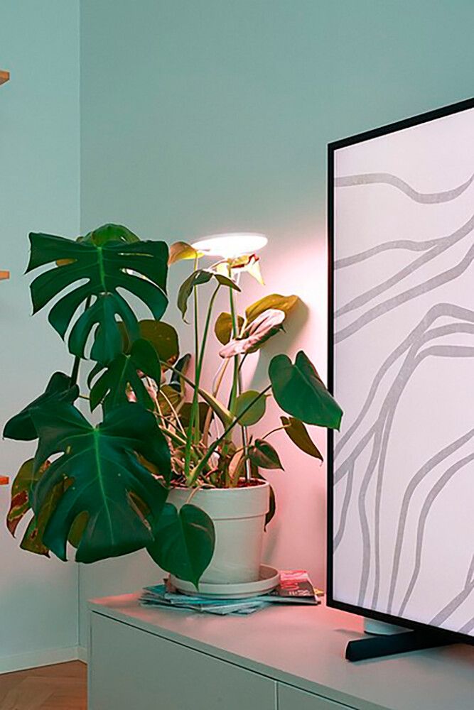 Kasvivalaisin Airam Ivy