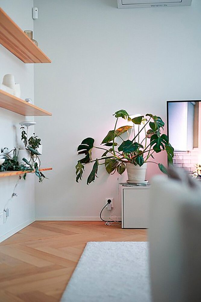 Kasvivalaisin Airam Ivy