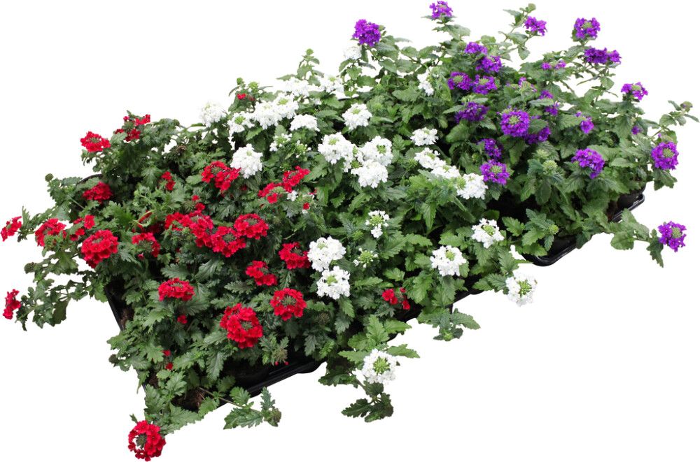 Rautayrtti Verbena Kotimainen P11