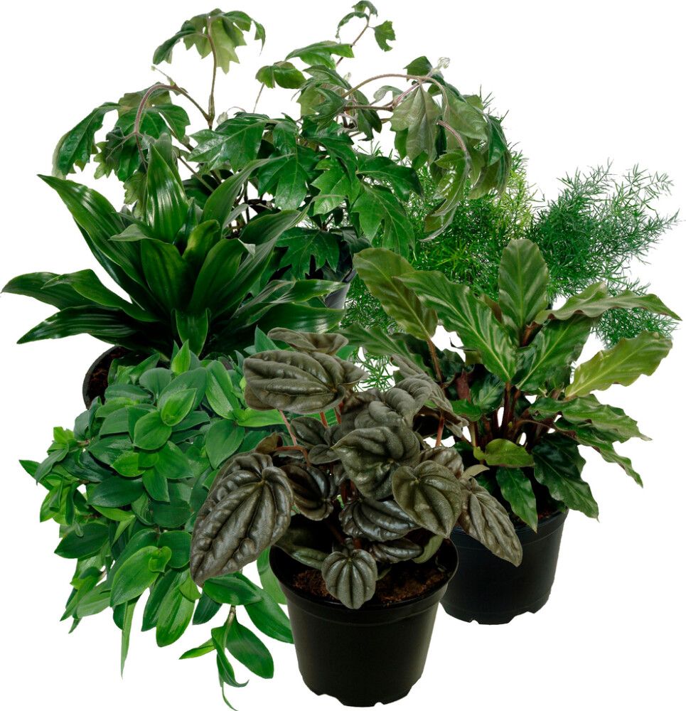 Viherkasvi lajitelma