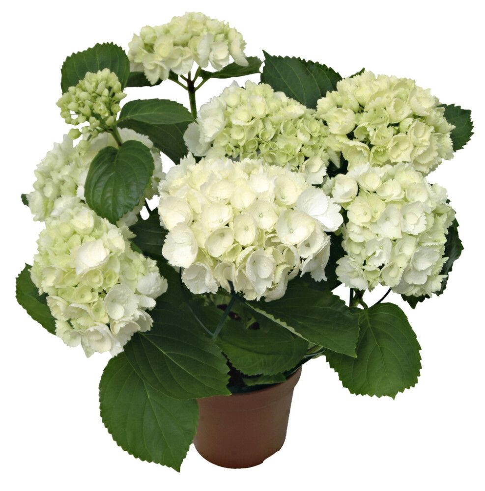 Hortensia Hydrangea Macrophylla P14