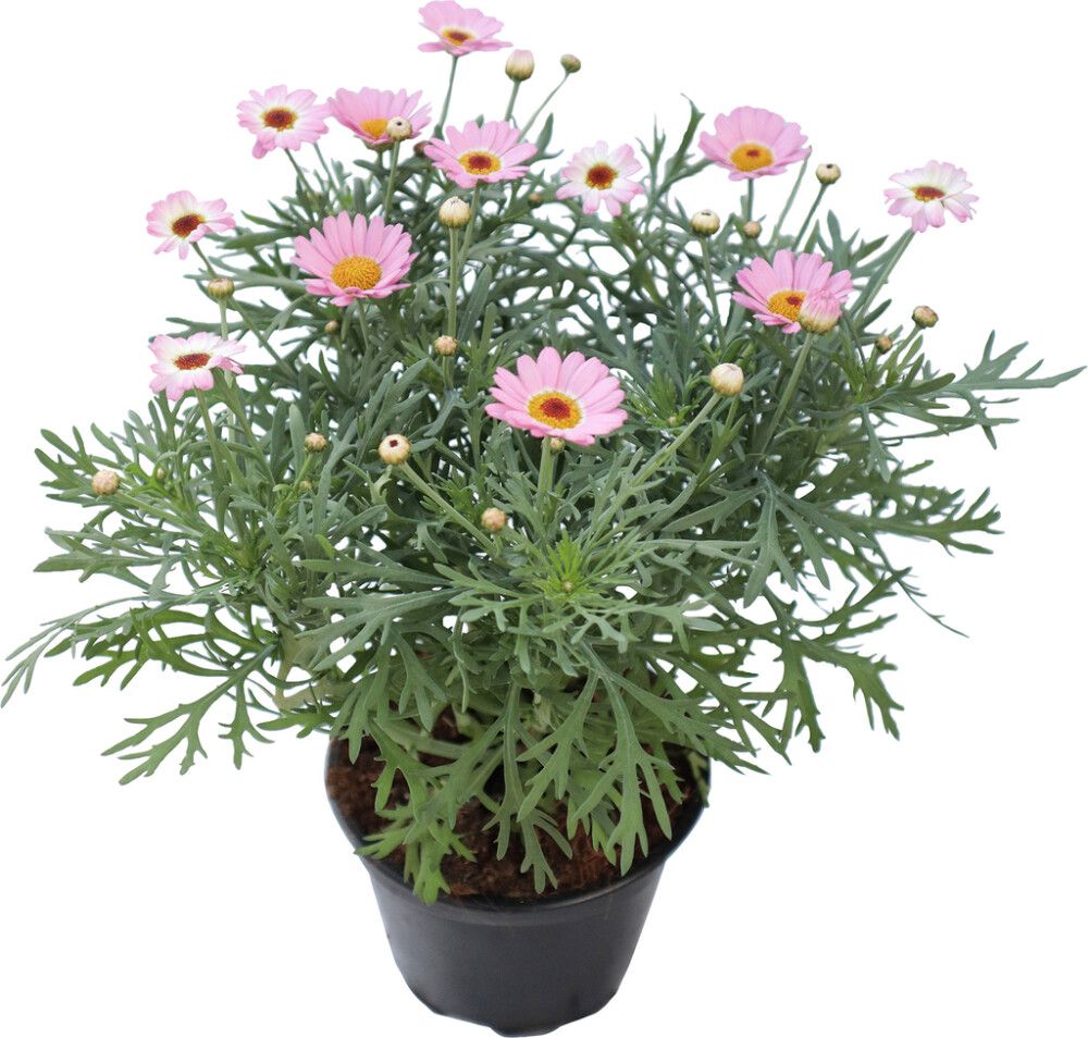 Marketta Argyranthemum vaaleanpunainen Kotimainen P12