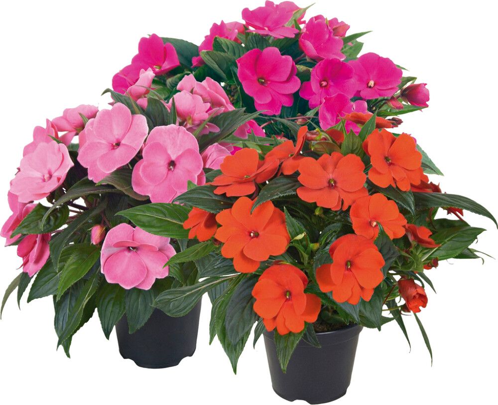 Uudenguineanliisa P12