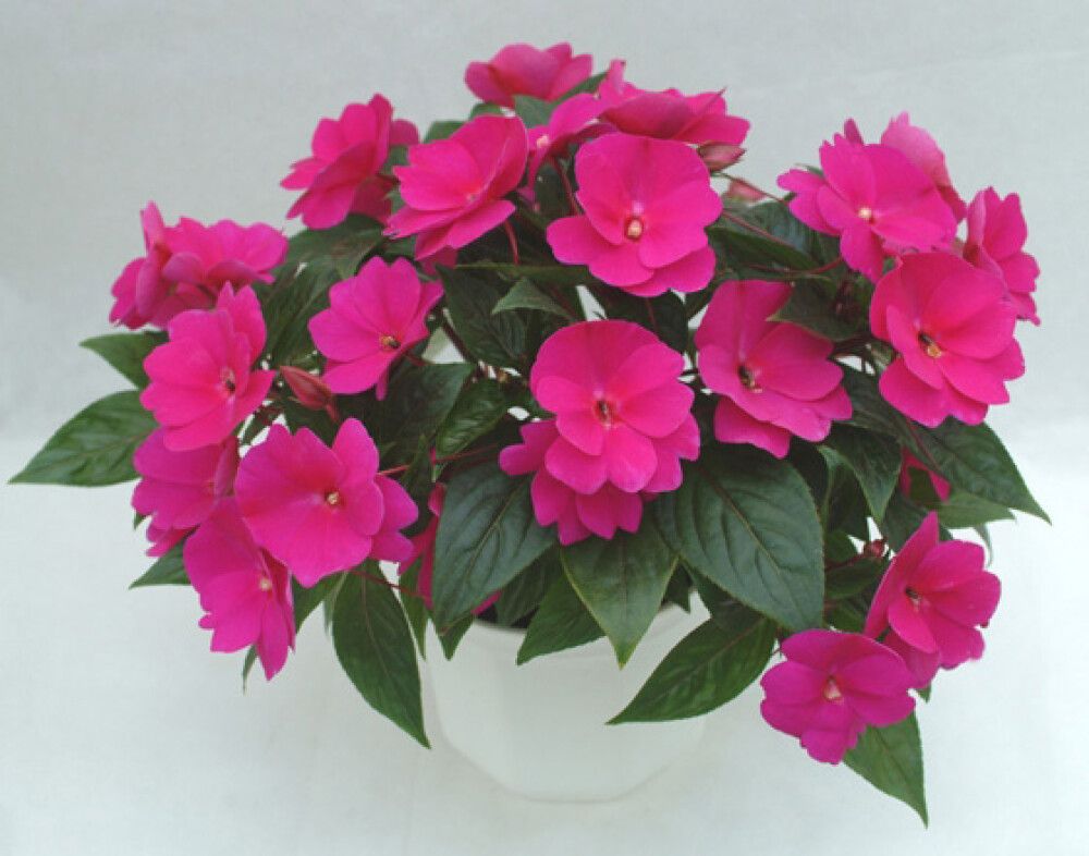 Uudenguineanliisa P12