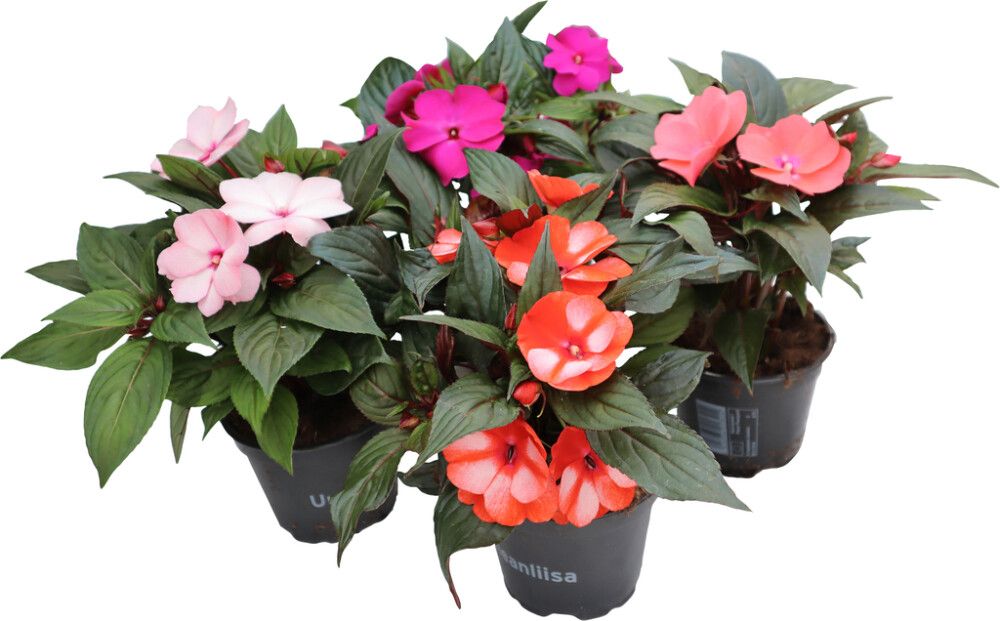 Uudenguineanliisa P12