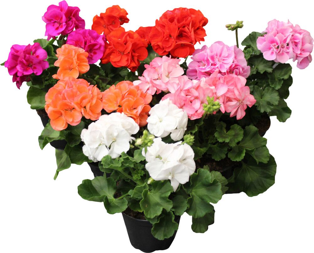 Pelargoni Mix P12