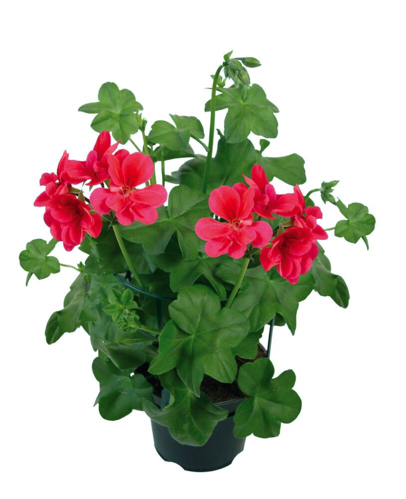 Riippupelargoni Kotimainen P12