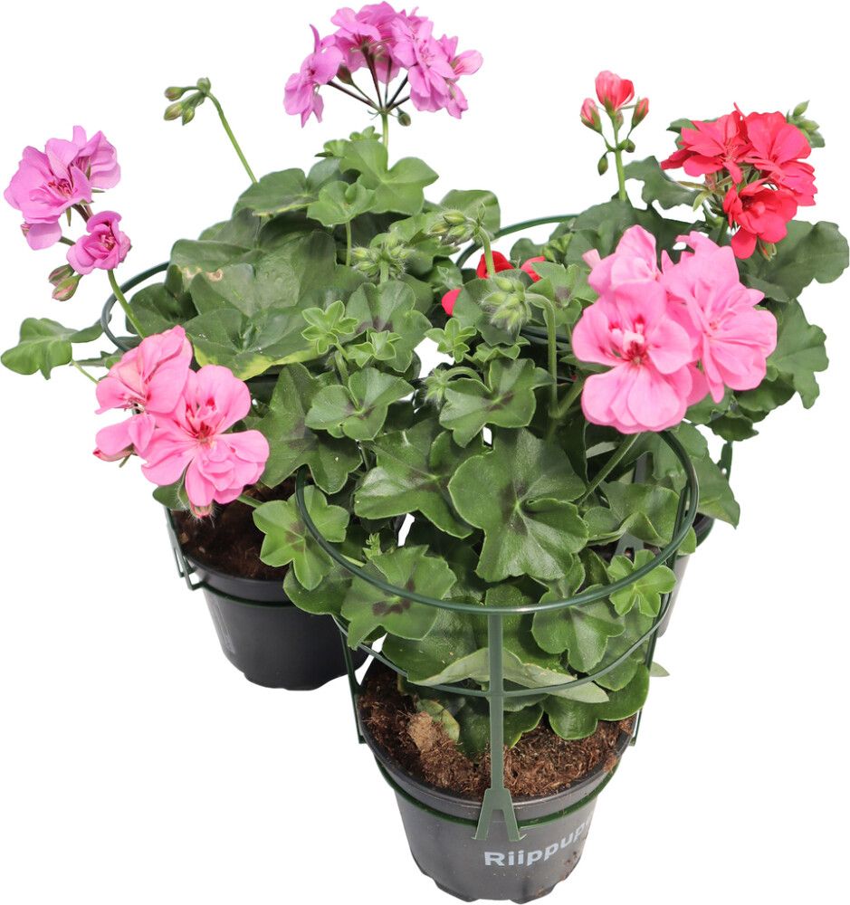 Riippupelargoni Kotimainen P12