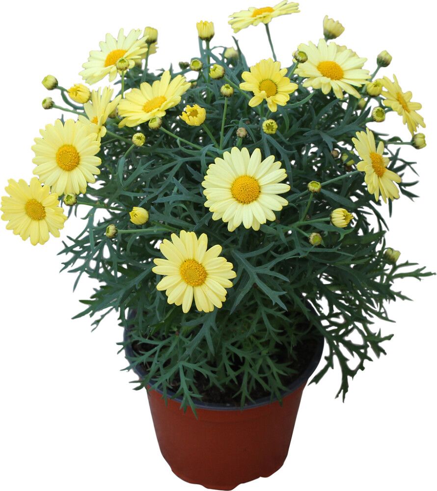 Marketta Argyranthemum keltainen Kotimainen P12