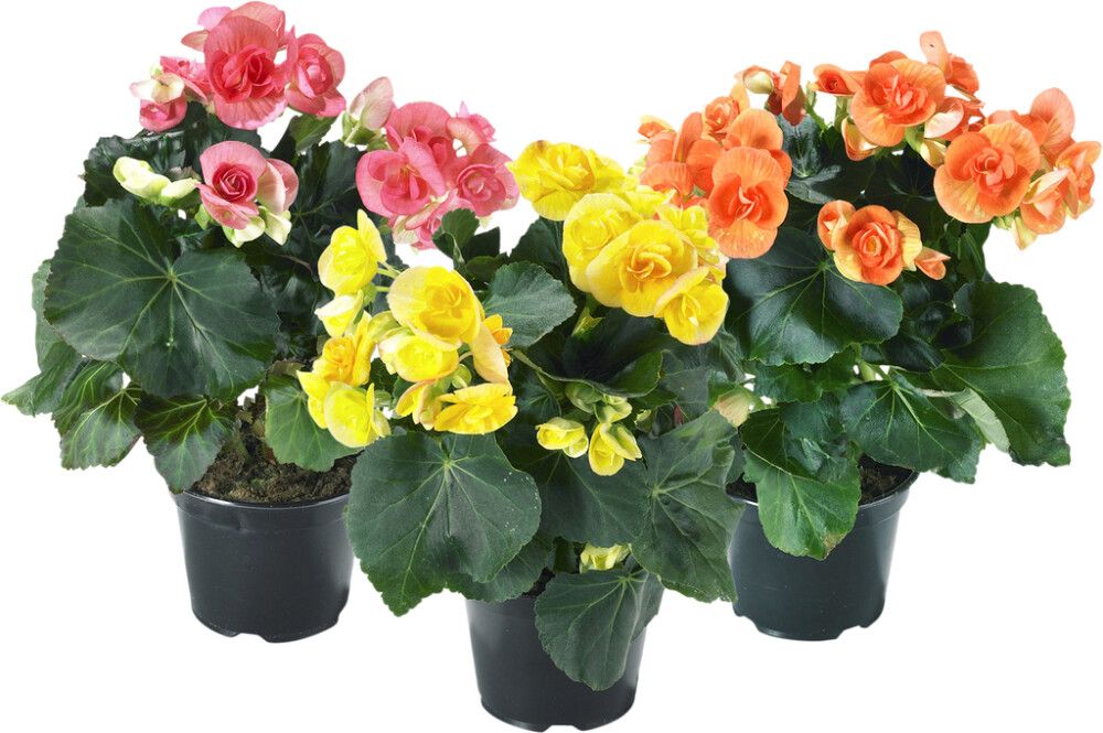 Ruusubegonia Kotimainen P12