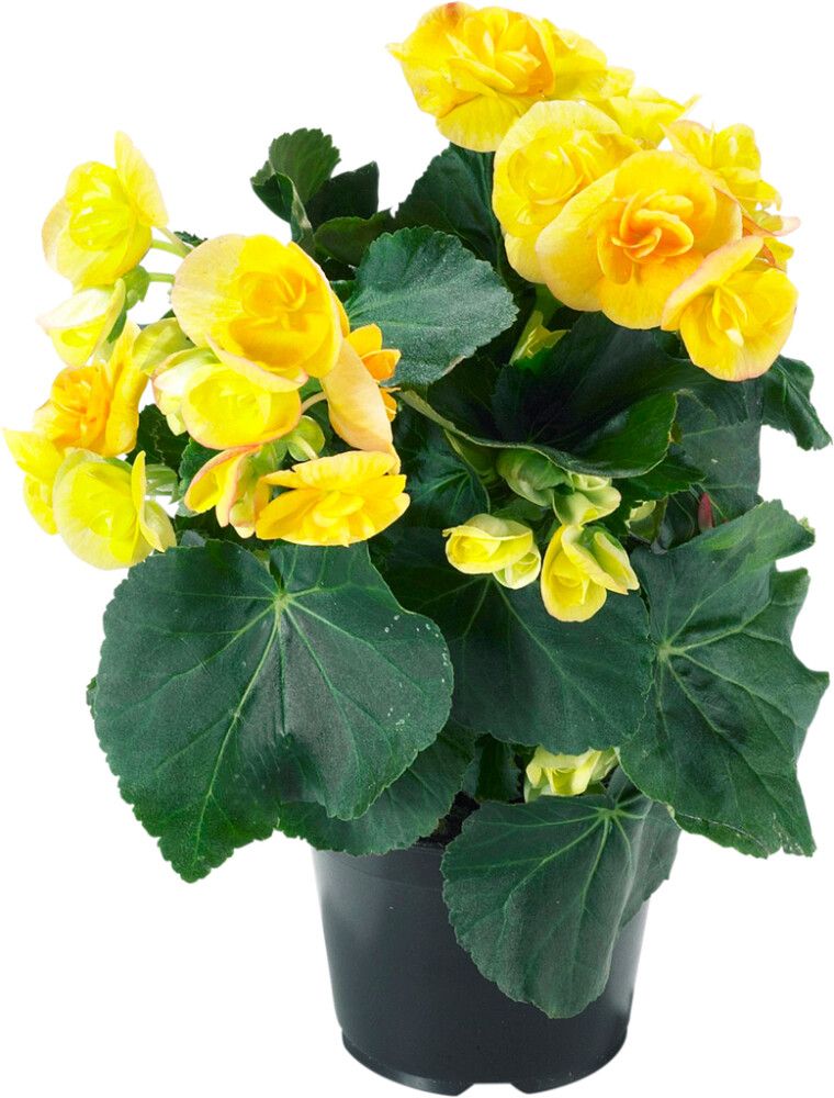 Ruusubegonia Kotimainen P12