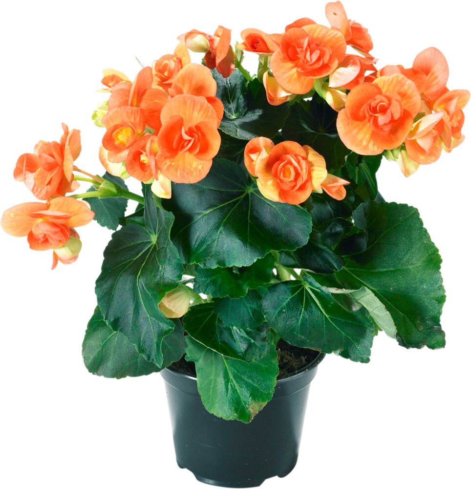 Ruusubegonia Kotimainen P12