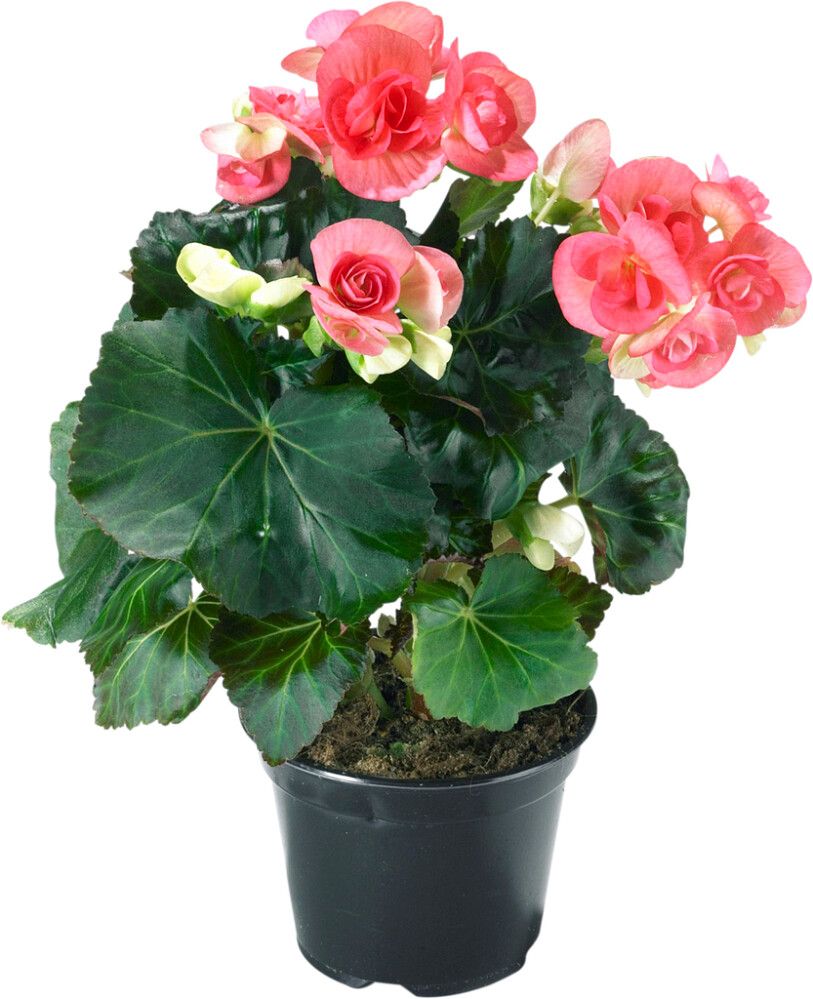 Ruusubegonia Kotimainen P12